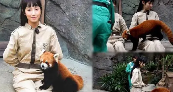 炎明熹化身动物护理员照顾小熊猫︰我心融化了