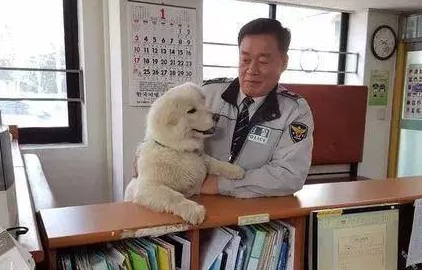 腿伤小奶汪险遭安乐,没想到十八个月之后它竟长成了…… 腿伤小奶汪险遭安乐,没想到十八个月之后它竟长成了……