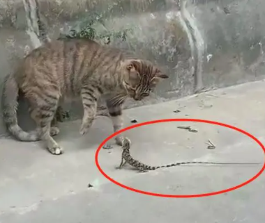 听到门外狸花猫的“惨叫”，赶紧出去一看，主人：你是成精了吗？