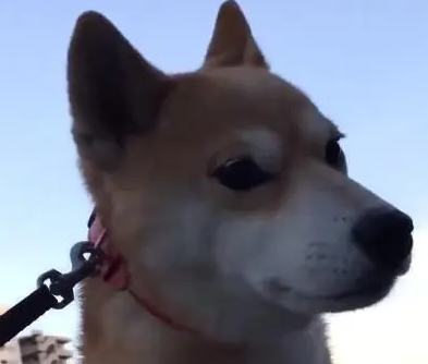 柴犬躺地上拒绝回家,宠主也学它,躺到了地上,柴犬:别装了! 柴犬躺地上拒绝回家,宠主也学它,躺到了地上,柴犬:别装了!