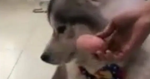 主人用火腿肠包裹着药喂哈士奇,结果还是被二哈发现,无情拒绝 主人用火腿肠包裹着药喂哈士奇,结果还是被二哈发现,无情拒绝