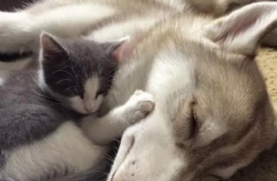 活久见!猫咪与主人失散5年后,一只哈士奇把它“带回”主人身边 活久见!猫咪与主人失散5年后,一只哈士奇把它“带回”主人身边