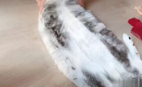 本以为猫咪是毛多显得胖，剃完毛才发现是真的胖，真正的水桶腰啊