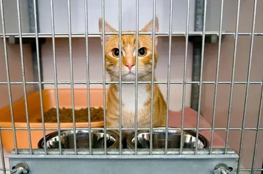 猫咪即将离世,主人含泪与其告别:在天堂里,要好好照顾自己 猫咪即将离世,主人含泪与其告别:在天堂里,要好好照顾自己