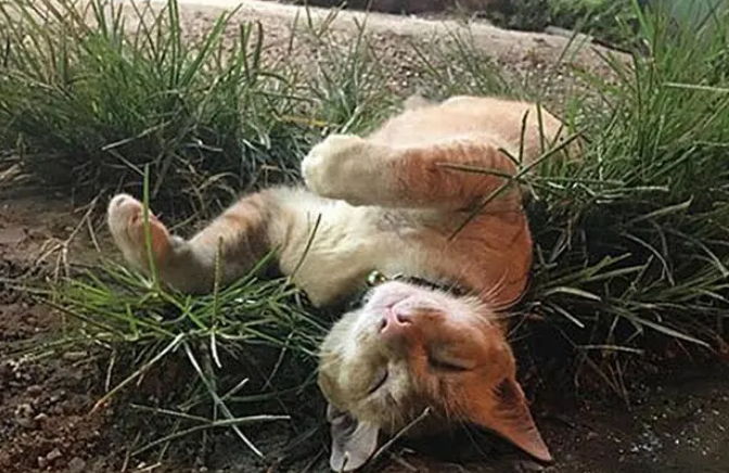 流浪橘猫幸运获救后陪主人街边摆摊，每日安静充当吉祥物