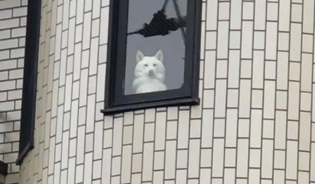 柴犬戏精上身，每日都在窗户警告主人，主人每次离开都后背发凉！