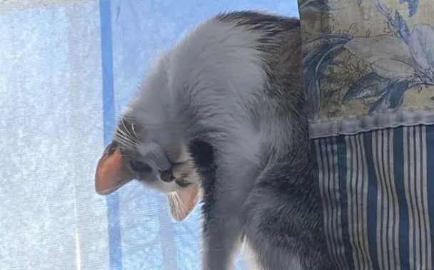 呆萌小猫咪竟一秒“变身”外星人，主人：真的有被吓到...