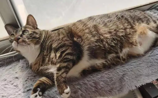 昆明动物园2只猫咪，住进新家
