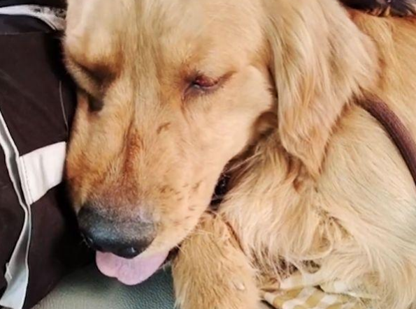 主人不幸溺亡，忠犬金毛苦苦守候，拒绝离开事发地