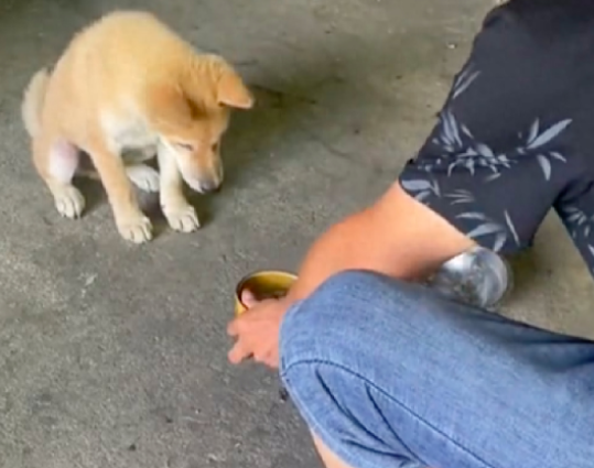 主人把碗放地上后狗却不吃，而是让他倒进自己狗碗里，真有灵性啊