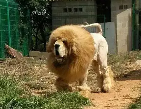 时髦主人给藏獒做了个造型,带出去遛很拉风,半个月后却后悔了! 时髦主人给藏獒做了个造型,带出去遛很拉风,半个月后却后悔了!