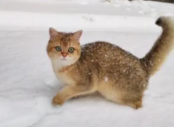 主人带猫出去看雪,但刚一出门猫咪却快“崩溃”了 主人带猫出去看雪,但刚一出门猫咪却快“崩溃”了