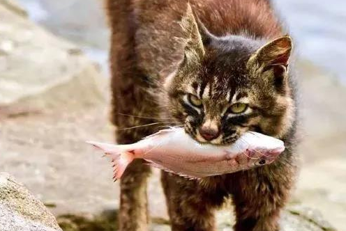 猫咪为了吃鱼真是什么都做的出来,龟:我被一股神秘的力量封印了 猫咪为了吃鱼真是什么都做的出来,龟:我被一股神秘的力量封印了