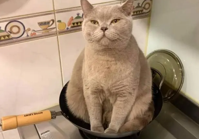锅里长猫了!蓝猫总喜欢坐在锅里,主人无奈:想被煮? 锅里长猫了!蓝猫总喜欢坐在锅里,主人无奈:想被煮?