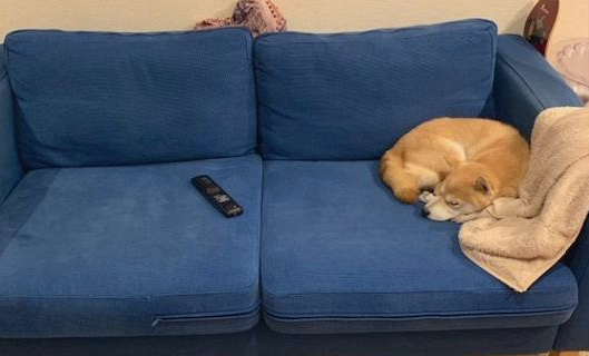 柴犬在主人的衣服上睡觉，网友还有点感动，打开暖气后却尴尬了！