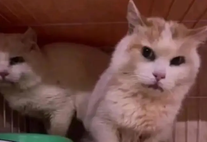猴子虐猫事件升级，回应毫无诚意引众怒