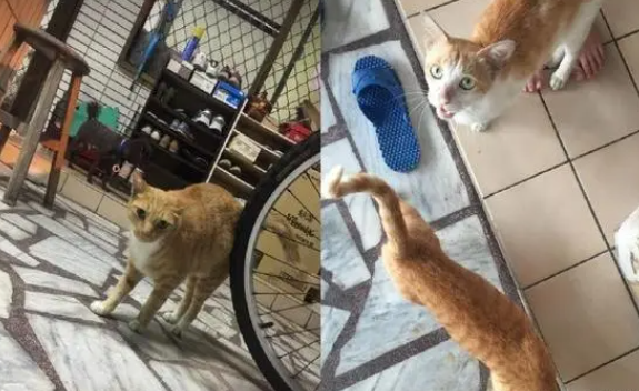 小橘猫早上7点坐门口,狂喵喊“我饿了”,姐:无法假装听不见 小橘猫早上7点坐门口,狂喵喊“我饿了”,姐:无法假装听不见