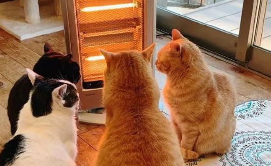 猫咪佛系烤火，主人一看，屁股都快没了