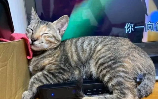 不知道自己长大了!萌猫硬挤在小盒子上睡觉,太可爱了 不知道自己长大了!萌猫硬挤在小盒子上睡觉,太可爱了