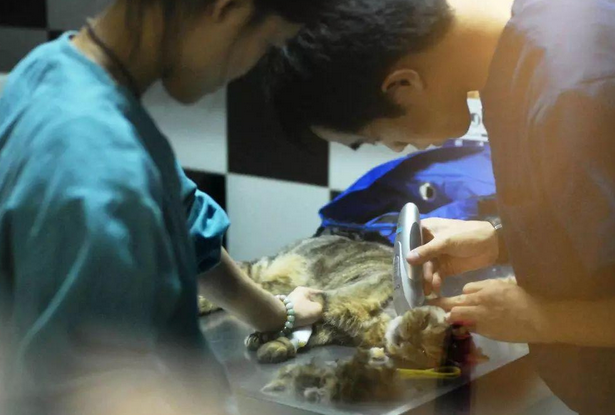 宠物医疗现状调查：花2万没救活自家猫，濒死时医生不知如何操作