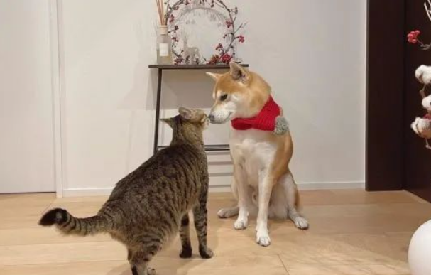 柴犬脖子一动不动，竟是被它“封印”...太宠了吧！
