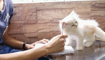 会玩！公司便利店上新“共享猫咪”，扫码吸猫人不停，猫懵了…… 